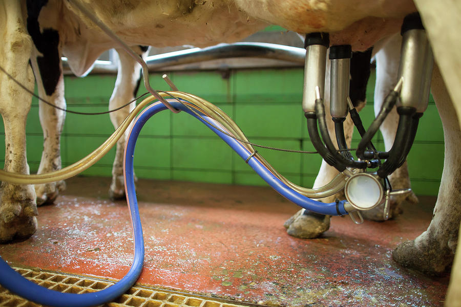 Milking Machine Milking Cow At Dairy Photograph By Christopher Kimmel Pixels