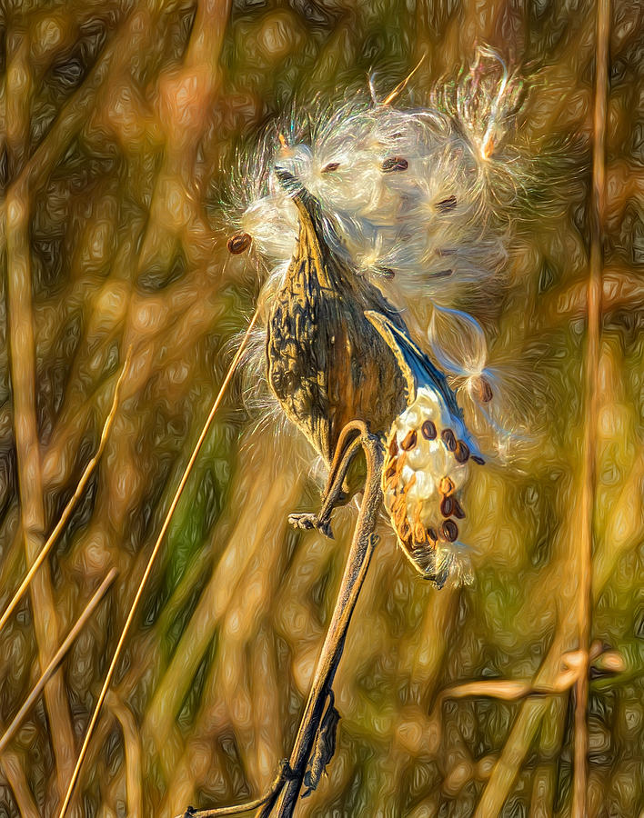 Fall Photograph - Milkweed 2 - Paint by Steve Harrington