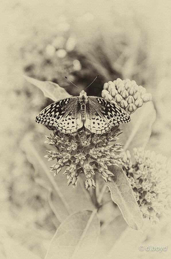 Butterfly Photograph - Milkweed and Butterfly by Diana Boyd Butterfly Photograph - Milkweed and Butterfly by Diana Boyd