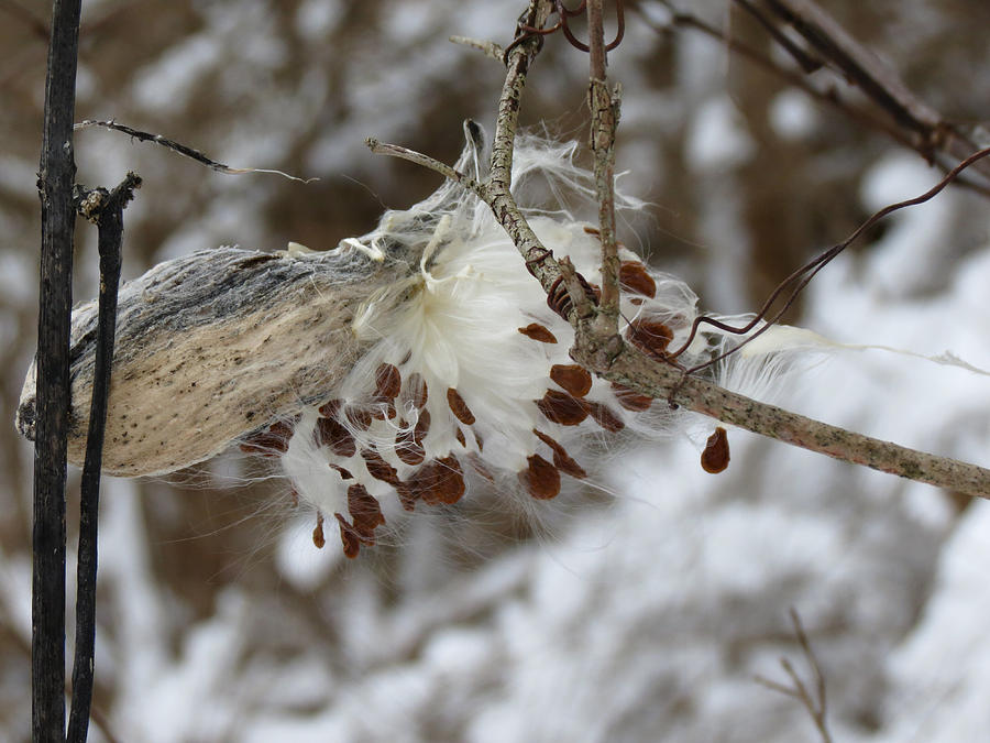 Winter Photograph - Milkweed by Azthet Photography