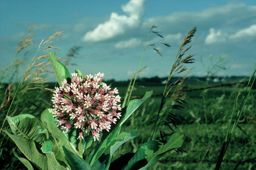 Milkweed Bloom Of Asclepias Photograph by Keith Kent/science Photo Library