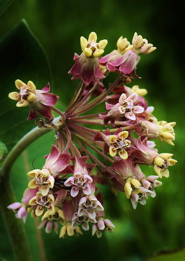 Milkweed Blossoms Photograph by Bruce Bley