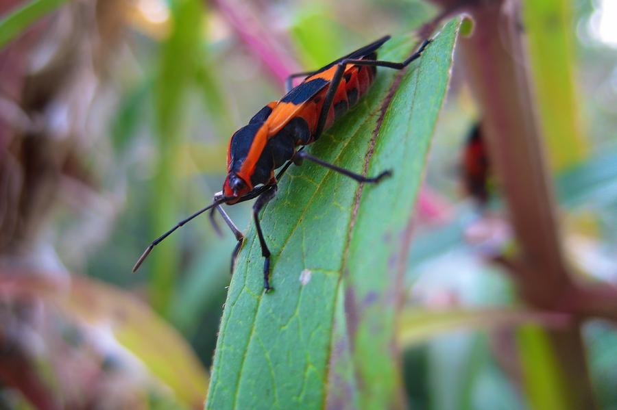 Milkweed Bug Photograph by Michele Stoehr - Fine Art America