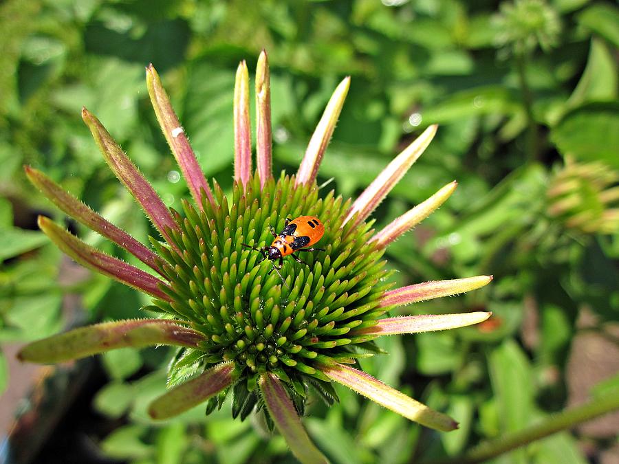 Milkweed Bug on Coneflower Photograph by MTBobbins Photography