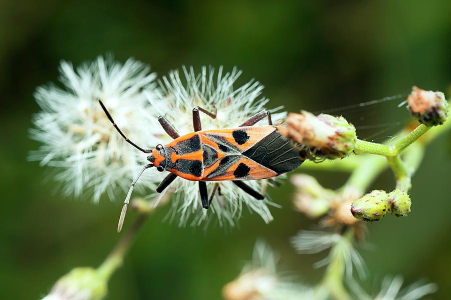 Animal Photograph - Milkweed Bug by Pan Xunbin