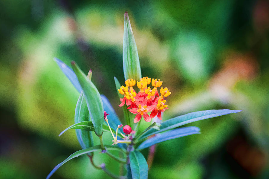 Milkweed Butterfly Weed Photograph by Rich Franco