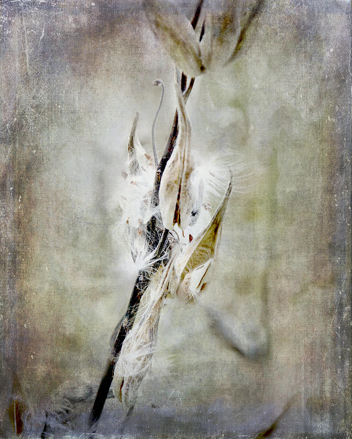 Milkweed Photograph by Evie Carrier