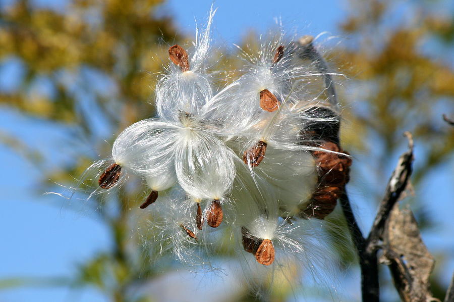 Nature Photograph - Milkweed Explosion by Neal Eslinger
