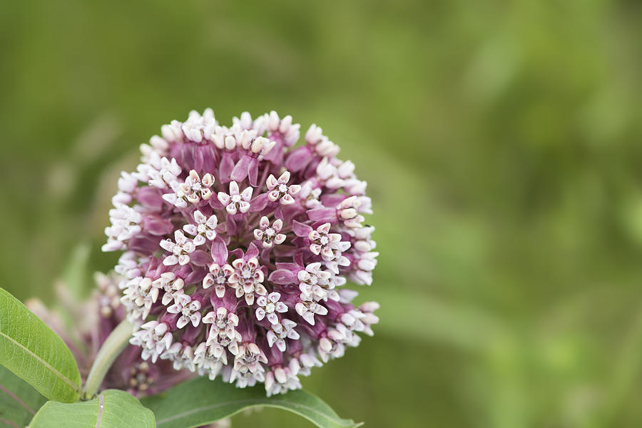 Milkweed Flower in Full Photograph by Gail Shotlander