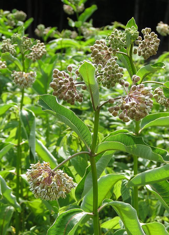 Milkweed Garden Photograph by MTBobbins Photography - Fine Art America