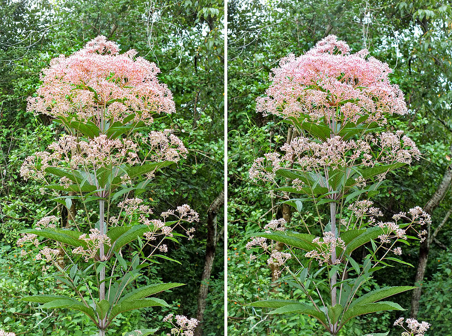 Milkweed in Stereo Photograph by Duane McCullough