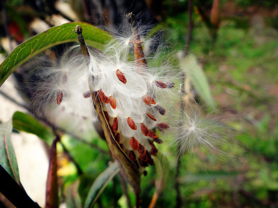 Nature Photograph - Milkweed Macro by Kevin Moore