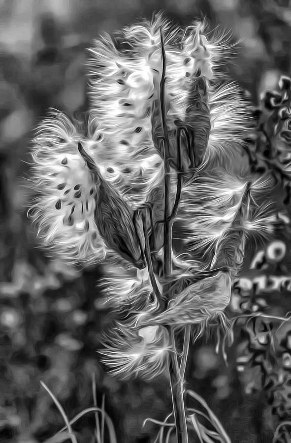 Black And White Photograph - Milkweed Oil bw by Steve Harrington