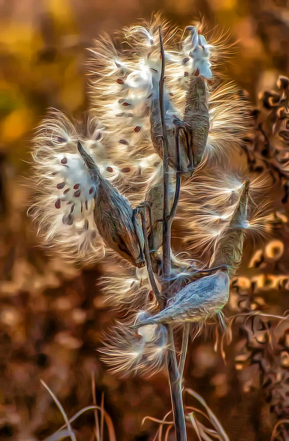 Weeds Photograph - Milkweed Oil by Steve Harrington
