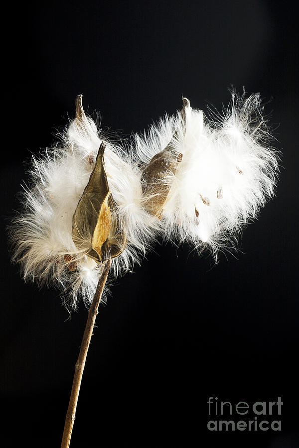 Milkweed Photograph by Patty Colabuono