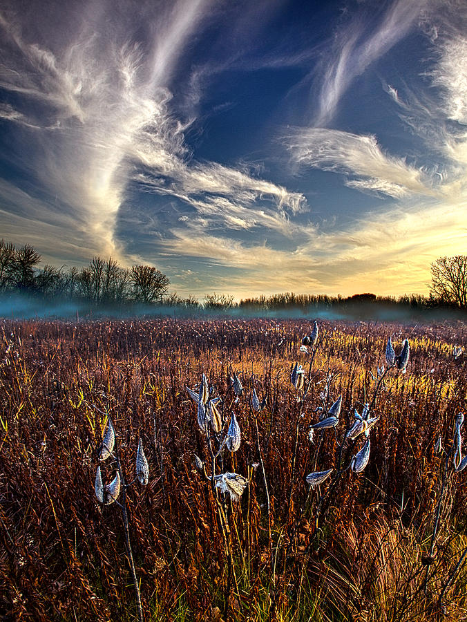 Landscape Photograph - Milkweed by Phil Koch