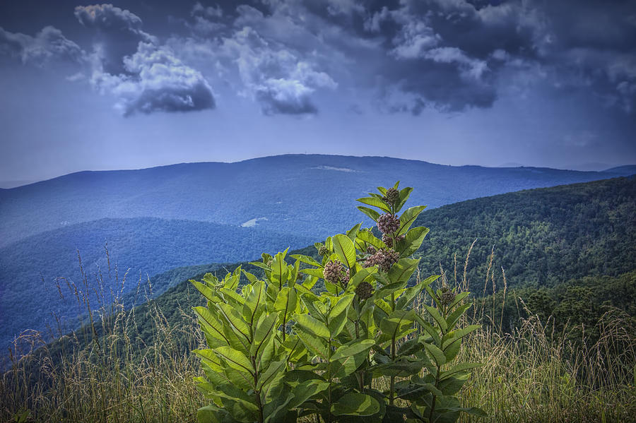 Milkweed Plants along the Blue Ridge Parkway Photograph by Randall Nyhof