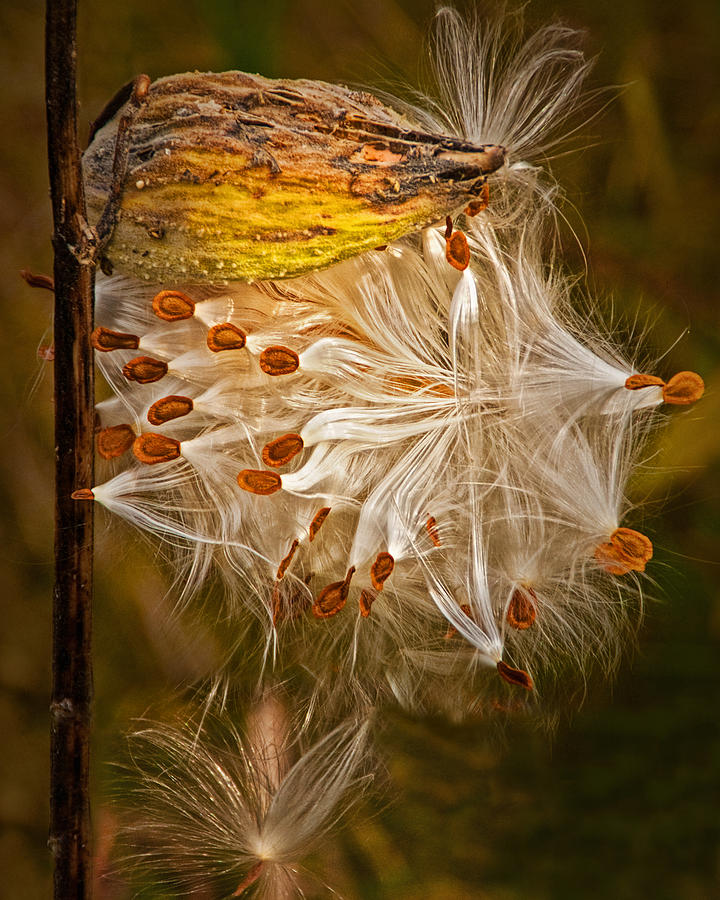 Milkweed Pod and Seeds in Autumn Photograph by Randall Nyhof