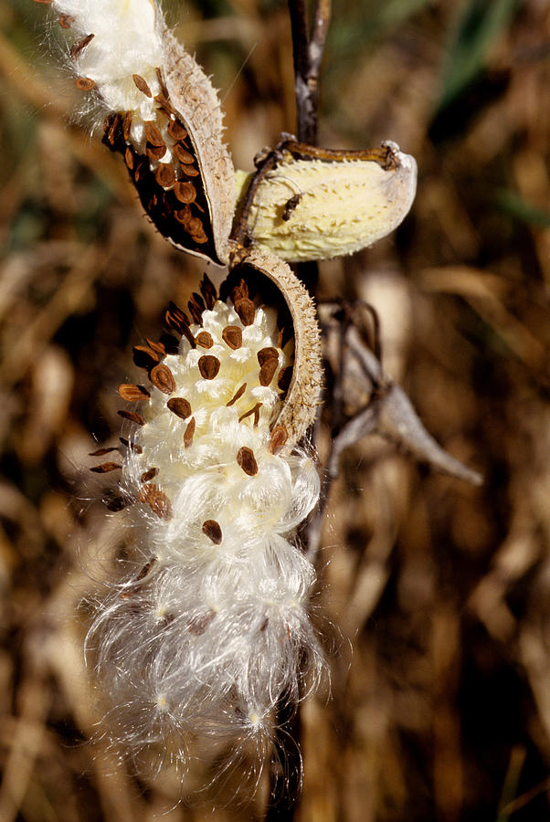Milkweed Pod And Seeds Photograph by Jeanne White