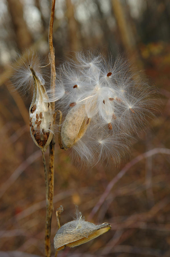 Milkweed Pod And Seeds Photograph by John W. Bova