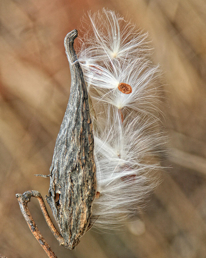 Milkweed Pod and Seeds Photograph by William Selander