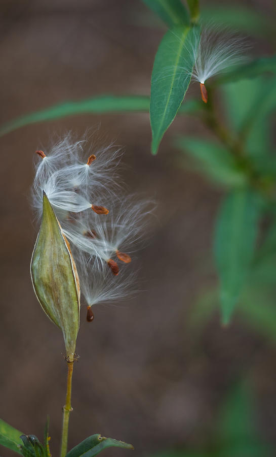 Milkweed pod bursting Photograph by Jane Luxton