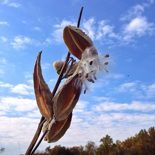 Nature Photograph - Milkweed Pods Bursting At The Seams by Tiffany Anthony