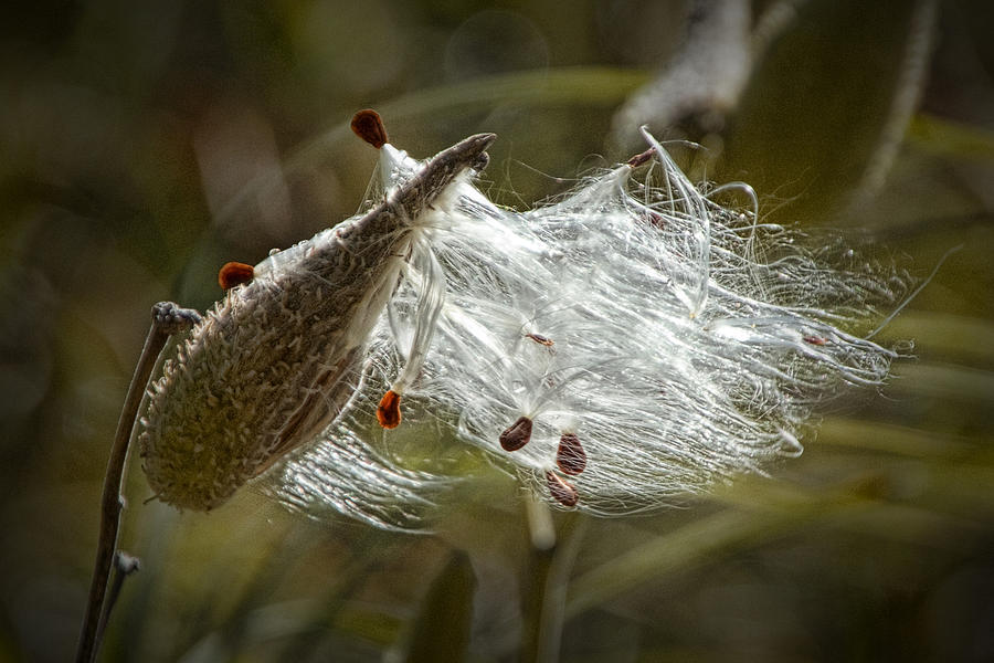 Milkweed Pods in Autumn Photograph by Randall Nyhof