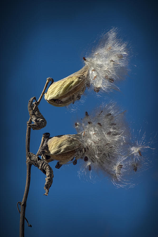 Milkweed Pods on a Blue Background  Photograph by Randall Nyhof