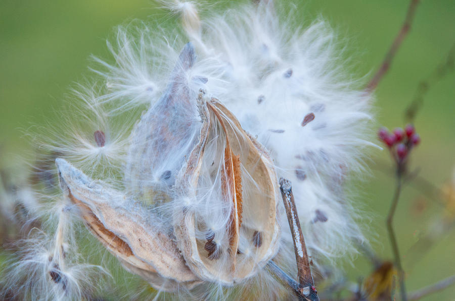 Nature Photograph - Milkweed Puff by Lynn Bauer