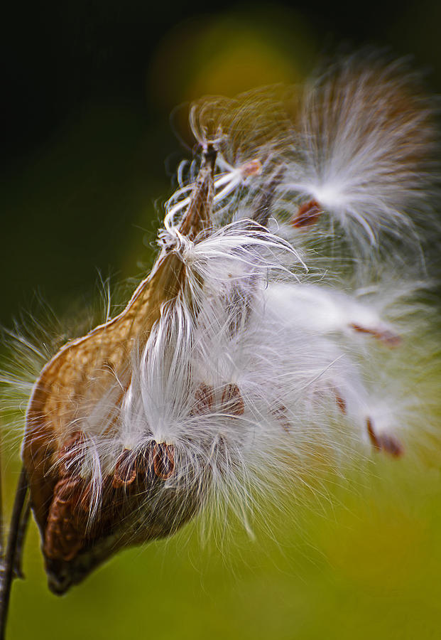 Milkweed Photograph by Robert Mitchell