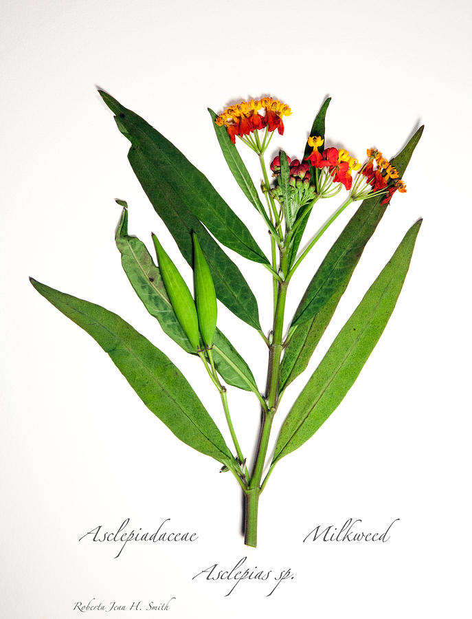Asclepiadaceae Photograph - Milkweed by Roberta Jean Smith