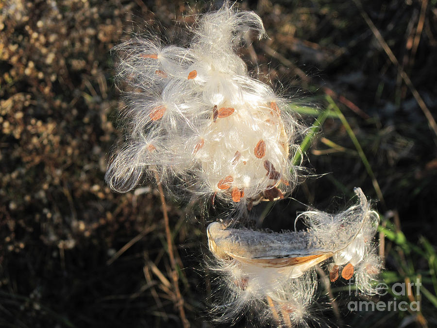Milkweed Seed and Pod Photograph by Conni Schaftenaar