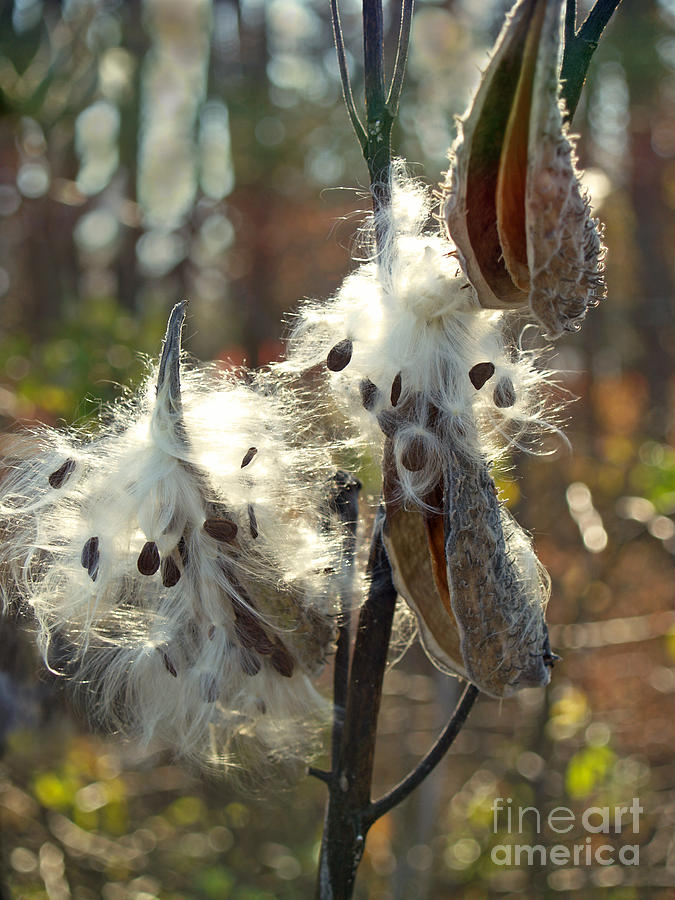 Milkweed Seed Pods Back-lit in Marsh Photograph by Anna Lisa Yoder