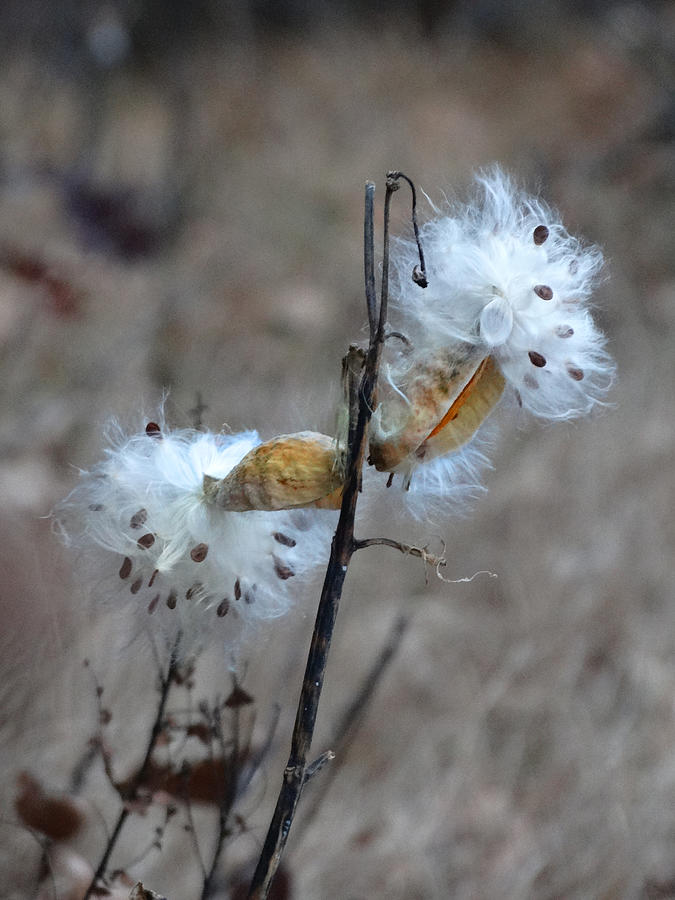 Milkweed Seed Pods Photograph by David T Wilkinson