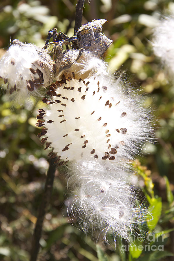 Fall Photograph - Milkweed Seeds 3 by Mike Mooney