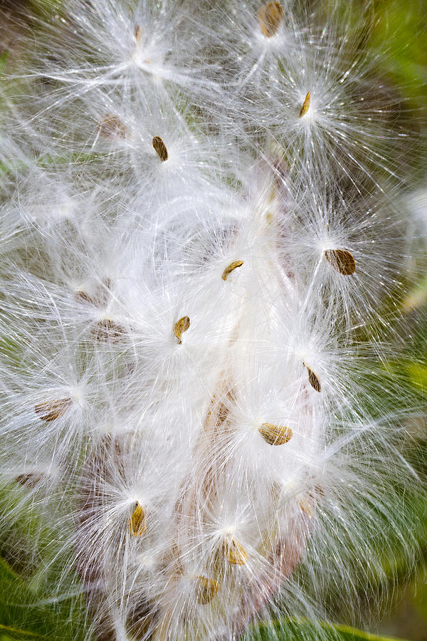 Milkweed Seeds and Fluff Photograph by Steven Schwartzman