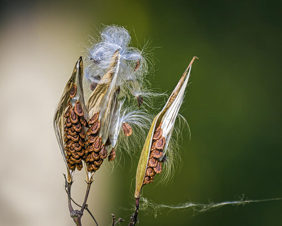 Milkweed Seeds Photograph by Andrew Lawlor - Fine Art America