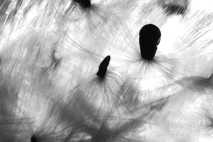 Black And White Photograph - Milkweed Seeds by Evelyn Allen
