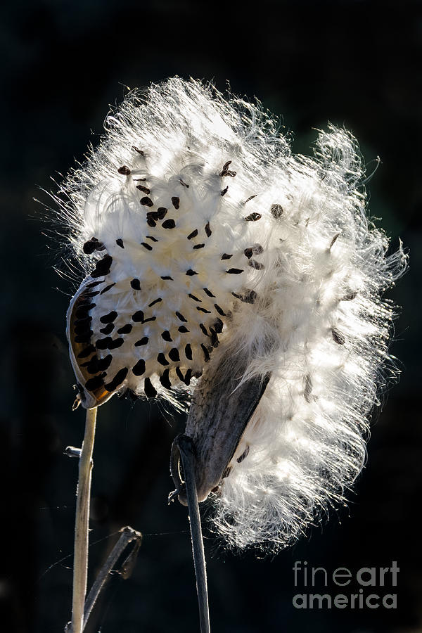 Fall Photograph - Milkweed Seeds by Robert Bales