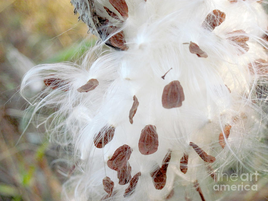 Milkweed Seeds Waiting for the Wind Photograph by Conni Schaftenaar