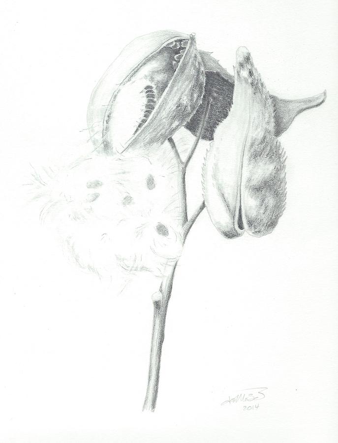 Milkweed Stages Drawing By Jennifer Schimmrich Over 733,389 milkweed art images are for totally free download on pngtree.com. milkweed stages by jennifer schimmrich