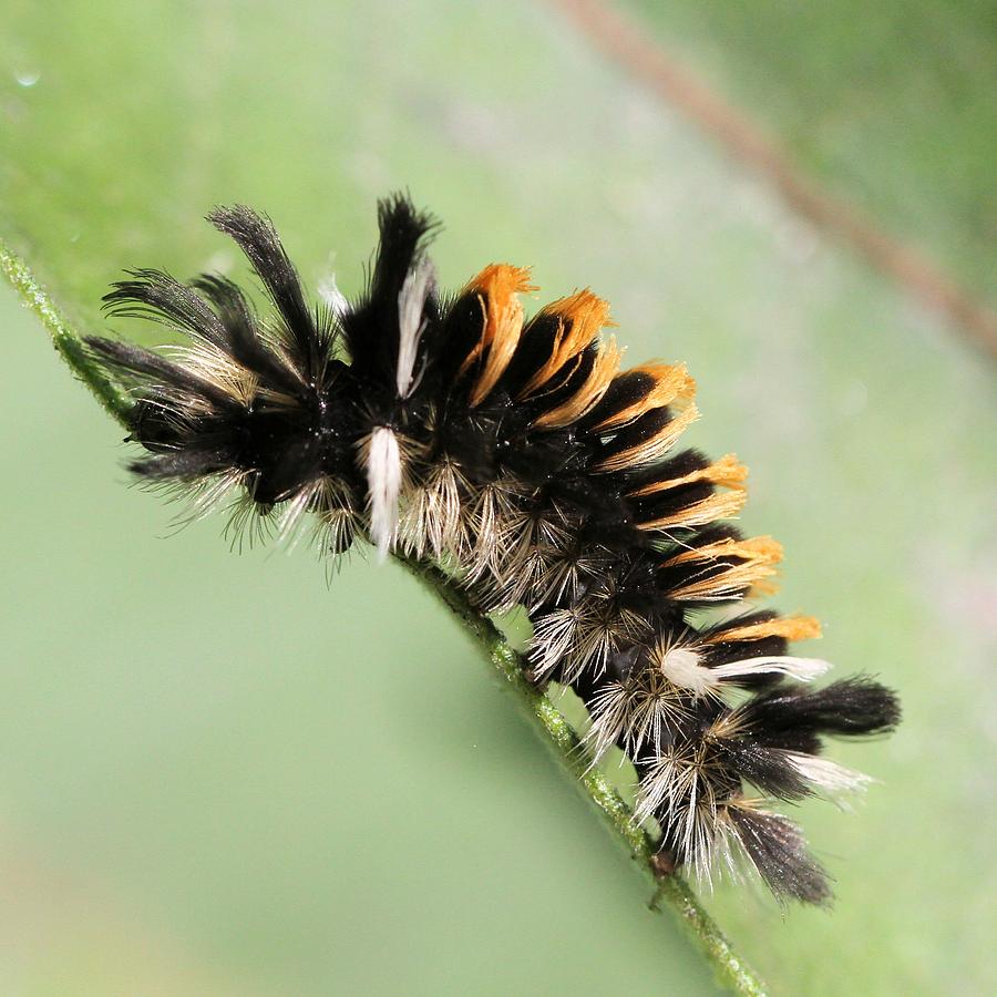 Milkweed Tussock Moth Caterpillar Photograph by Doris Potter