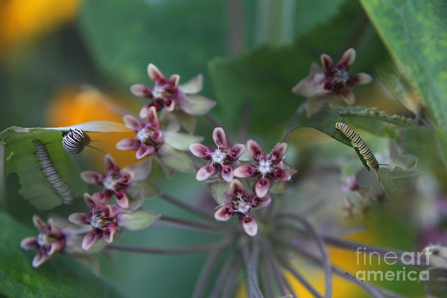 Milkweed with Monarch caterpillars Photograph by Yumi Johnson