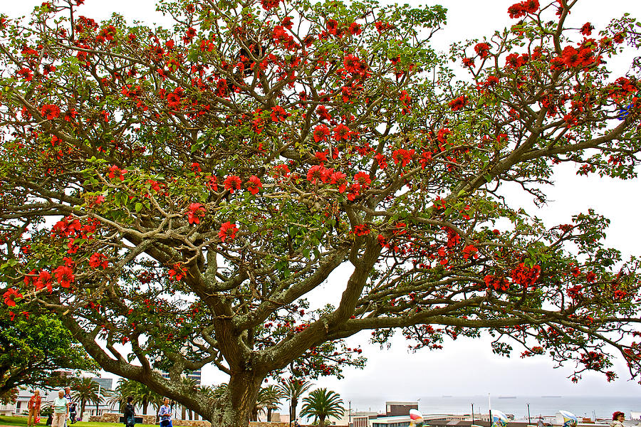 Milkwood Tree in Donkin Reserve in Port Elizabeth-South Africa ...