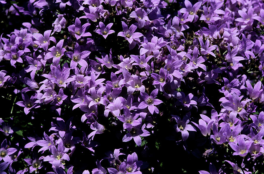Milky Bellflower (campanula Lactiflora) Photograph by Science Photo Library Milky Bellflower (campanula Lactiflora) Photograph by Science Photo Library
