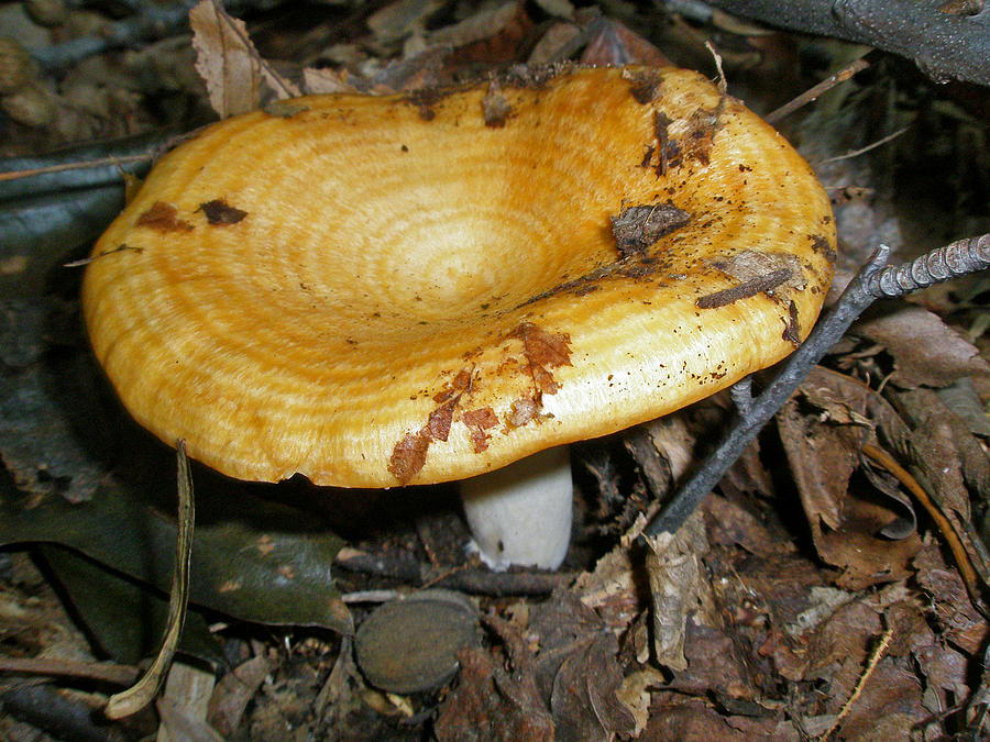 Milky Cap Mushroom - Lactarius psammicola Photograph by Carol Senske