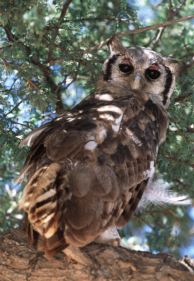 Milky Eagle Owl Photograph by Tony Camacho/science Photo Library