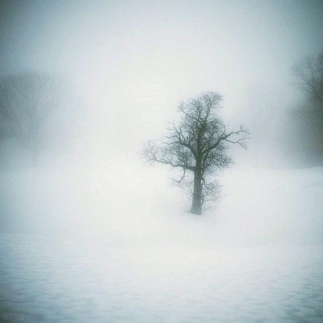 Milky Mist Photograph by Natasha Marco
