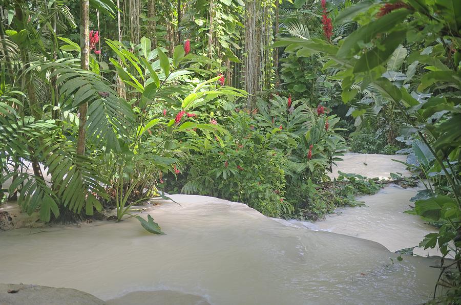 Milky River And Florals in Ocho Rios Jamaica Photograph by Willie Harper